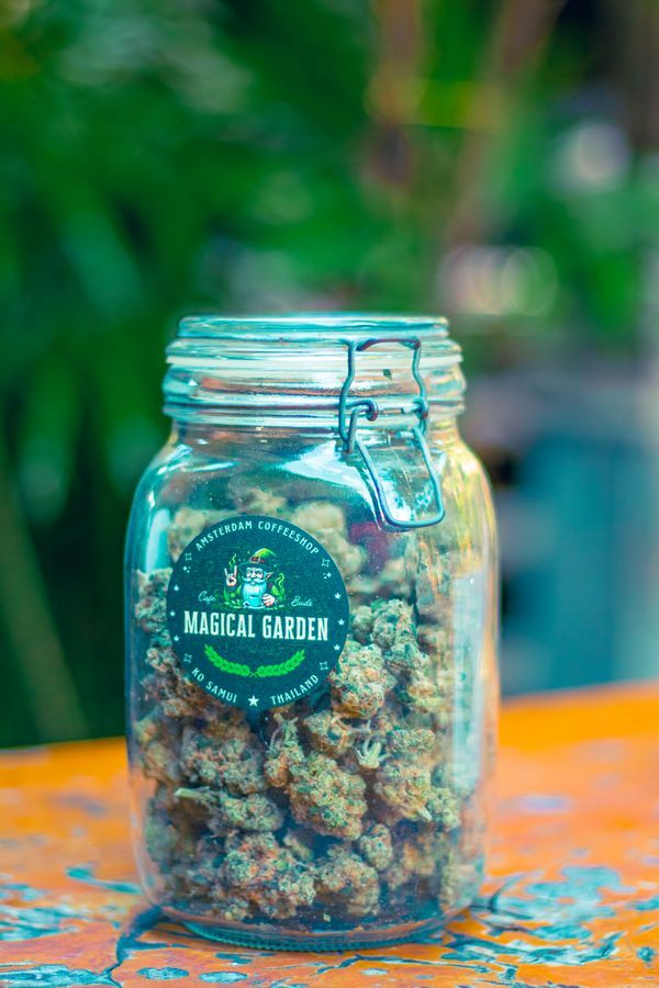 Top-shelf cannabis jar display at Magical Garden dispensary, Ko Samui