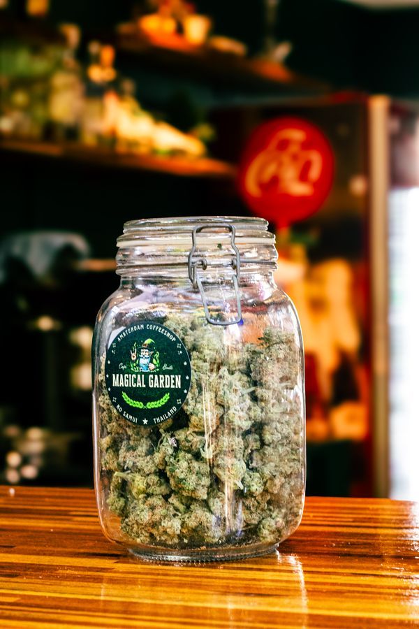 Premium cannabis selection in jars at Magical Garden, Ko Samui